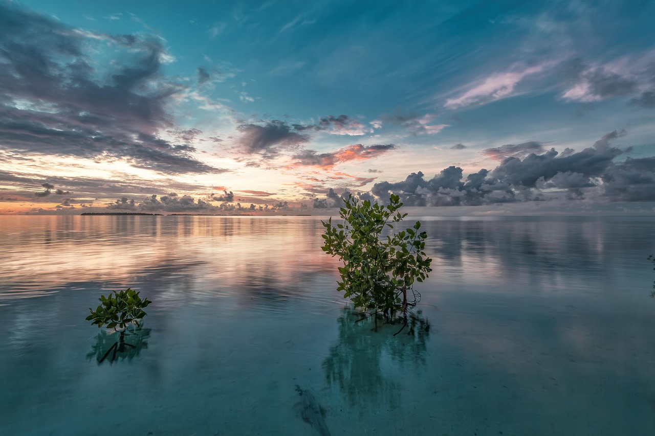 Two small mangrove trees grow in shallow, calm water under a dramatic sunset sky with colorful clouds.