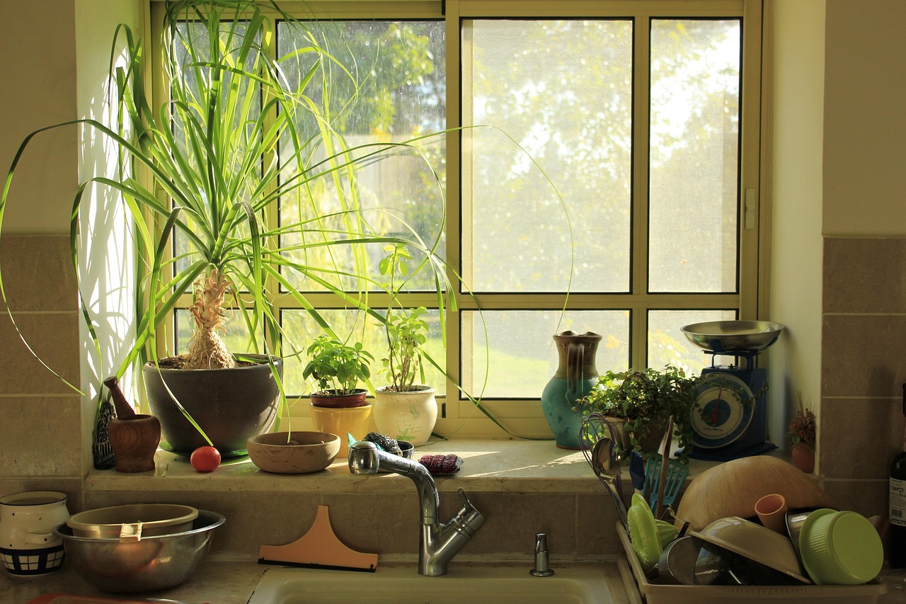 Canada eTA when you stay with relatives: morning sun through a family kitchen window with plants and a dish rack
